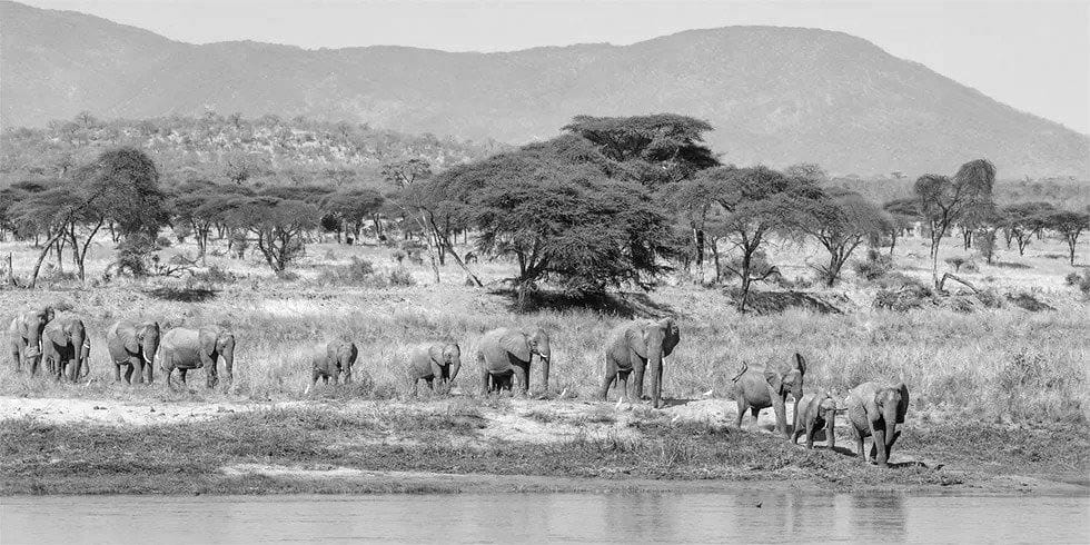 Elephant herd going to drink water from the Ruaha river