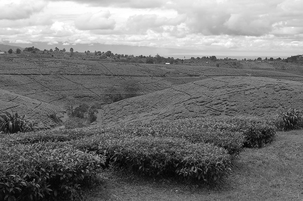 Fields of Tea in an area known as Kyimbila close to Tukuyu town