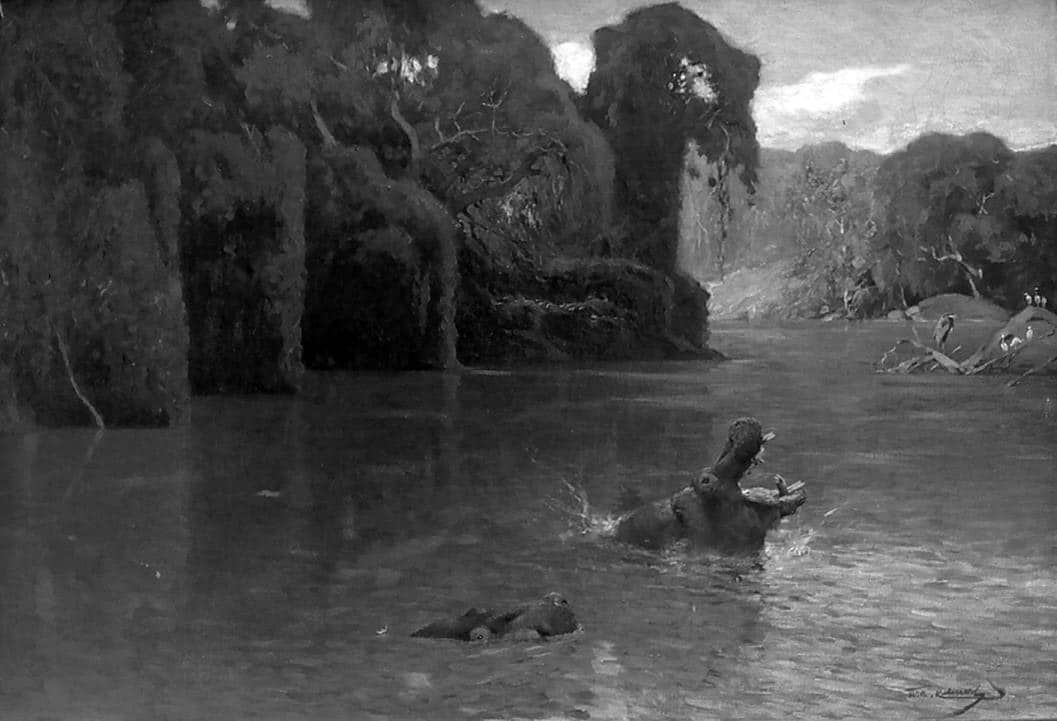 Hippopotamus in the Ulanga river with a gallery of trees surrounding it