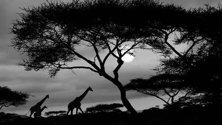 Images of Serengeti National Park Sunset 2