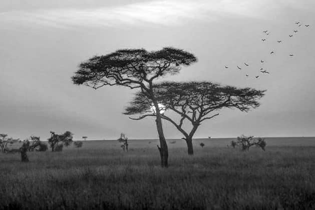Images of Serengeti National Park Sunset 3