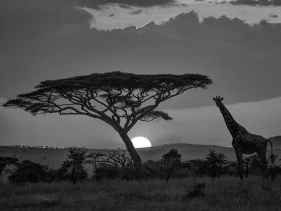 Images of Serengeti National Park Sunset