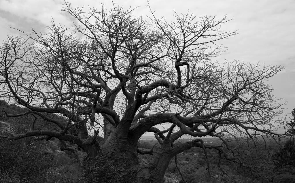 Lake Manyara National Park African Baobab Tree