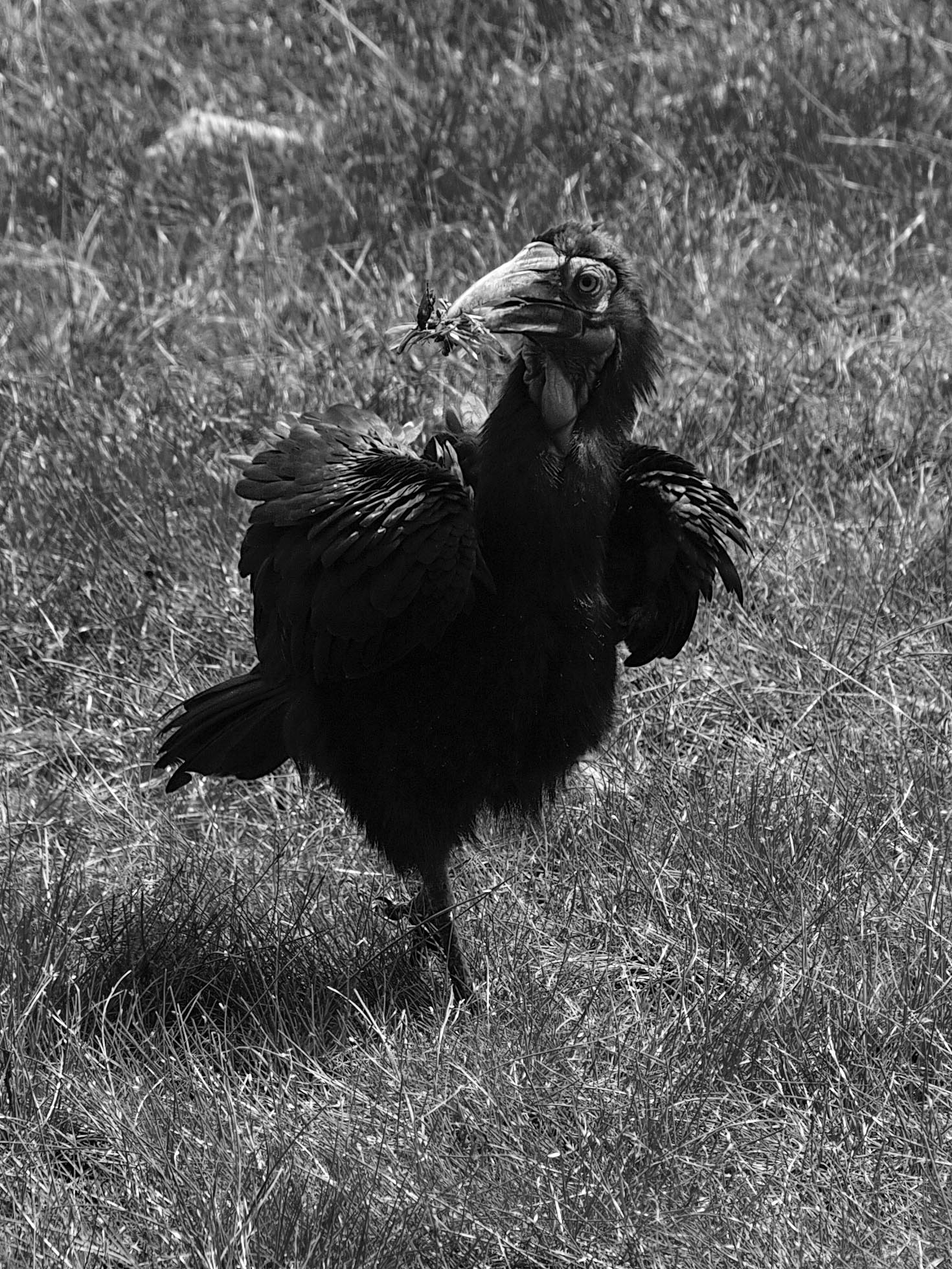 Southern ground hornbill