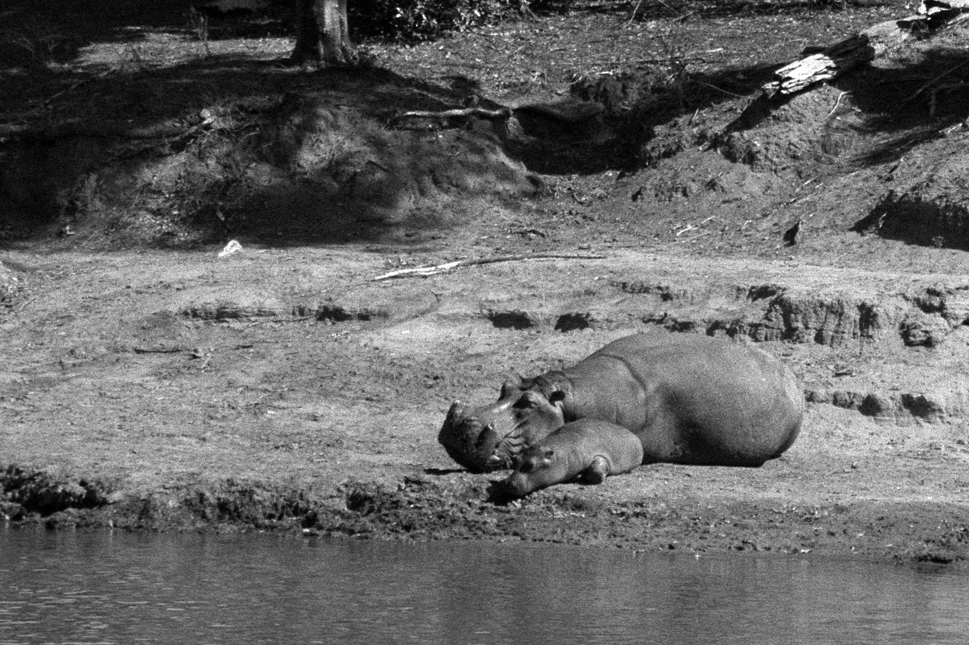 Mama hippo with her calf resting on Mara river, Kenyan side