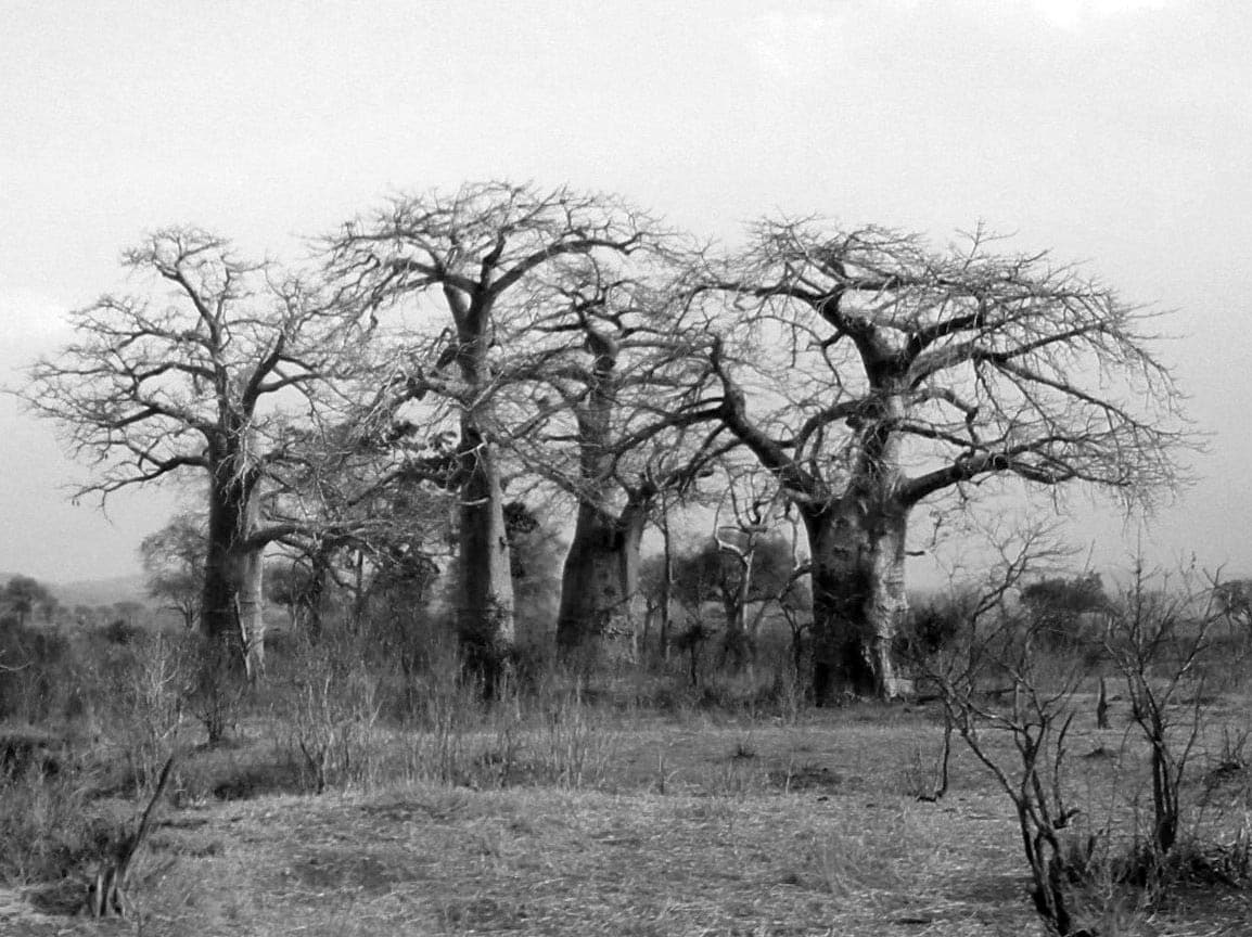 Mikumi National Park - a group of Baobab trees