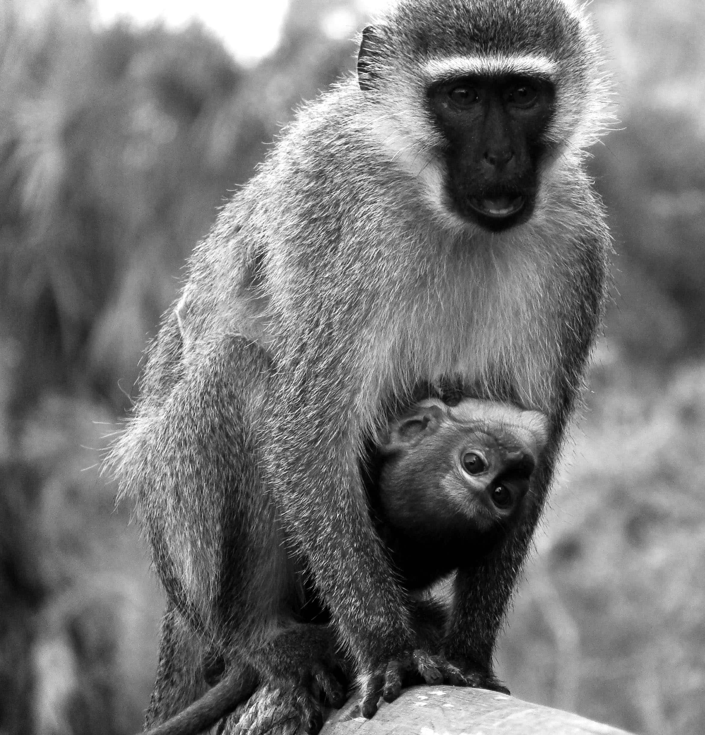 Mom and baby vervet monkeys
