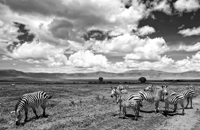 Ngorongoro Conservation Area Photos 2