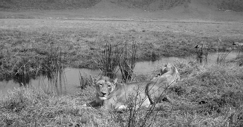 Ngorongoro Conservation Area Photos 3