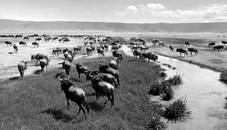 Ngorongoro Conservation Area Photos 4