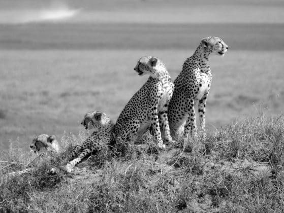 Serengeti National Park Images 4
