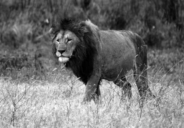 Serengeti National Park Images 5