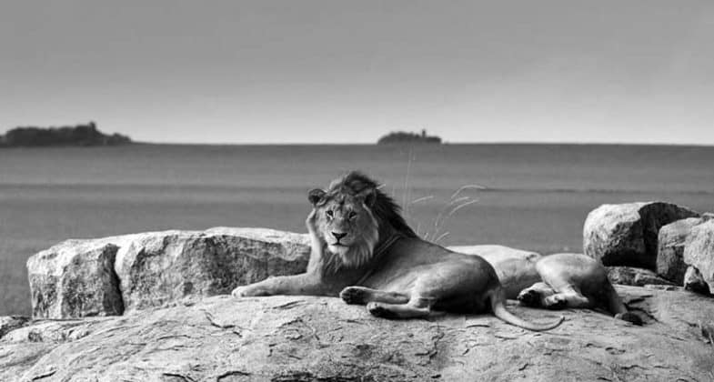 Serengeti National Park Photos of Lions 4