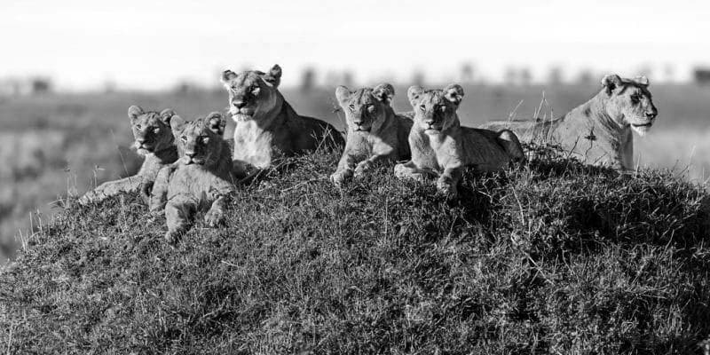 Serengeti National Park Photos of Lions