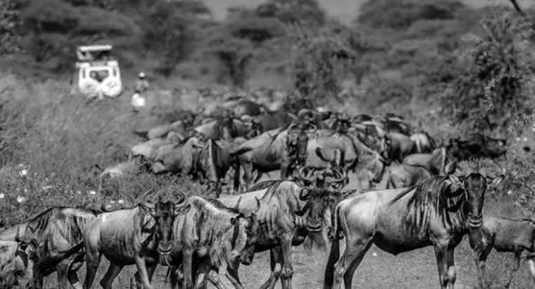 Serengeti National Park Pictures of Wildebeest 3