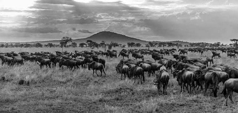 Serengeti National Park Pictures of Wildebeest