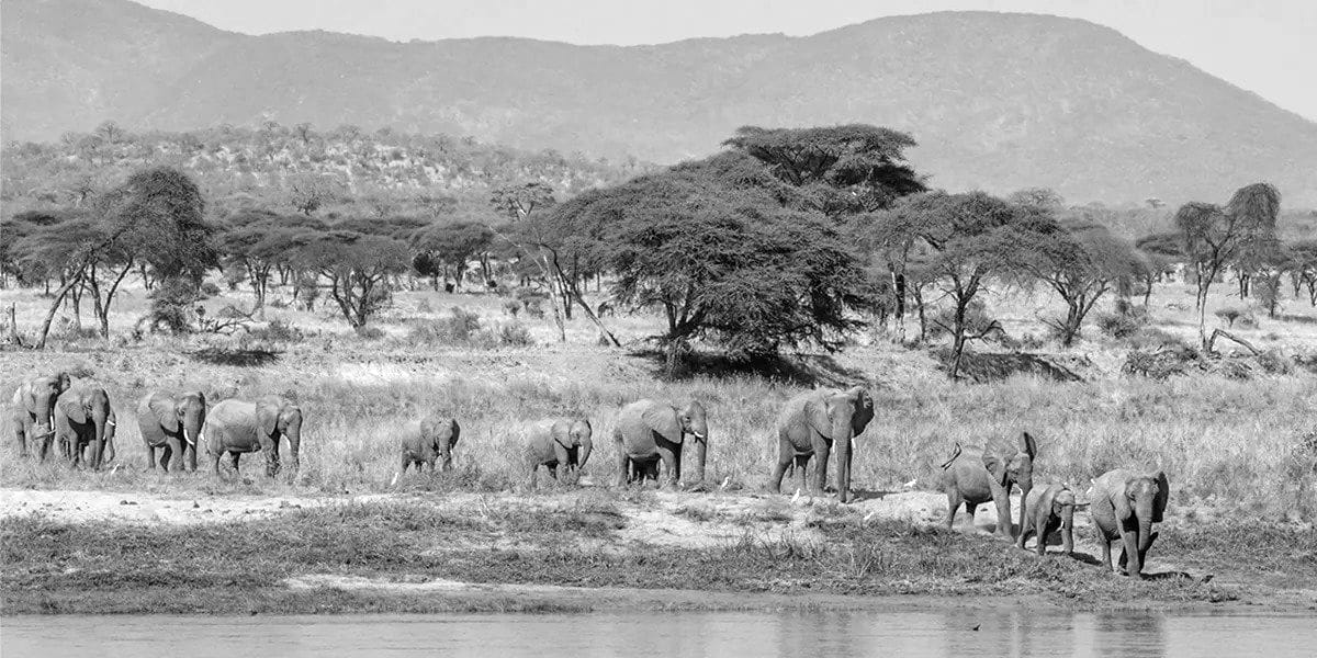 The Great Ruaha river - Elephants going to drink some water