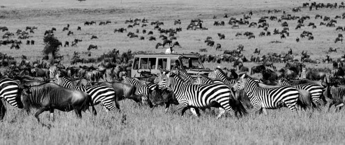 The Serengeti National Park – Everything You Need to Know