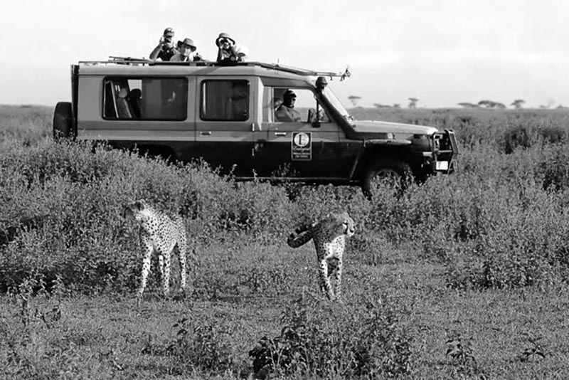 Tourists on a safari on one of the parks managed by TANAPA