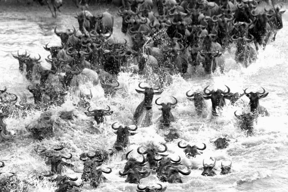 Wildebeest crossing through Mara river