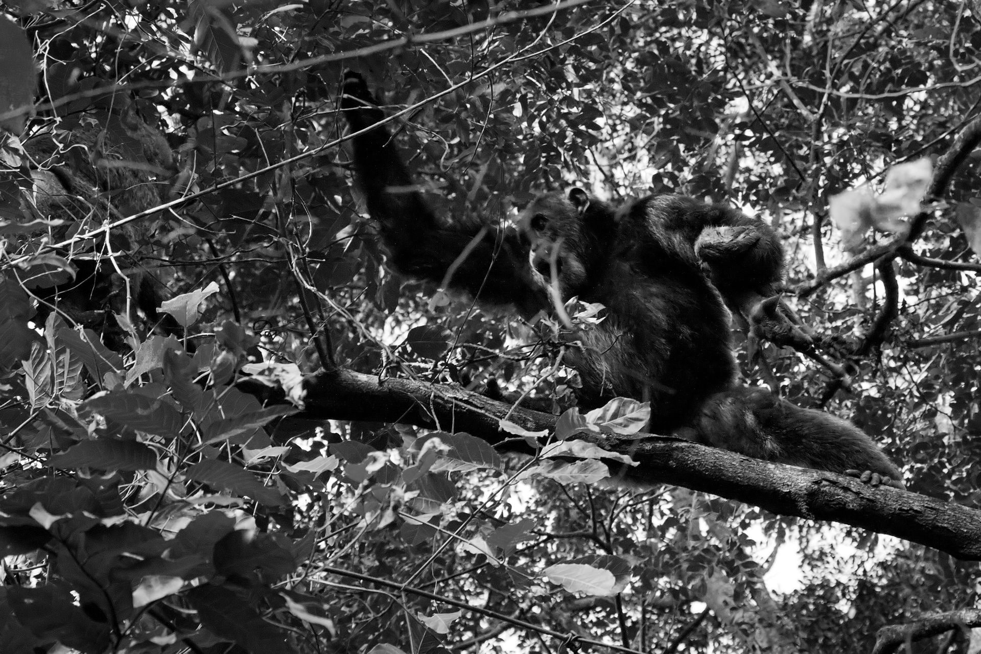 A chimpanzee hunting at Gombe National Park