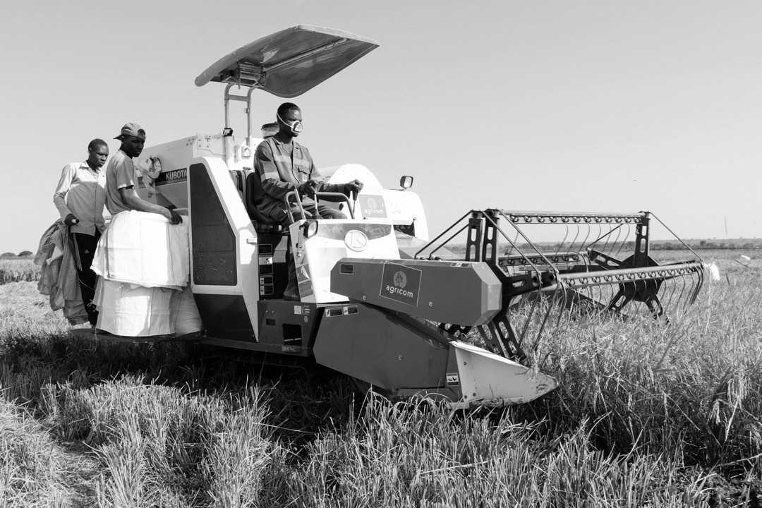 Farmers harversting rice in Igunga, Tabora