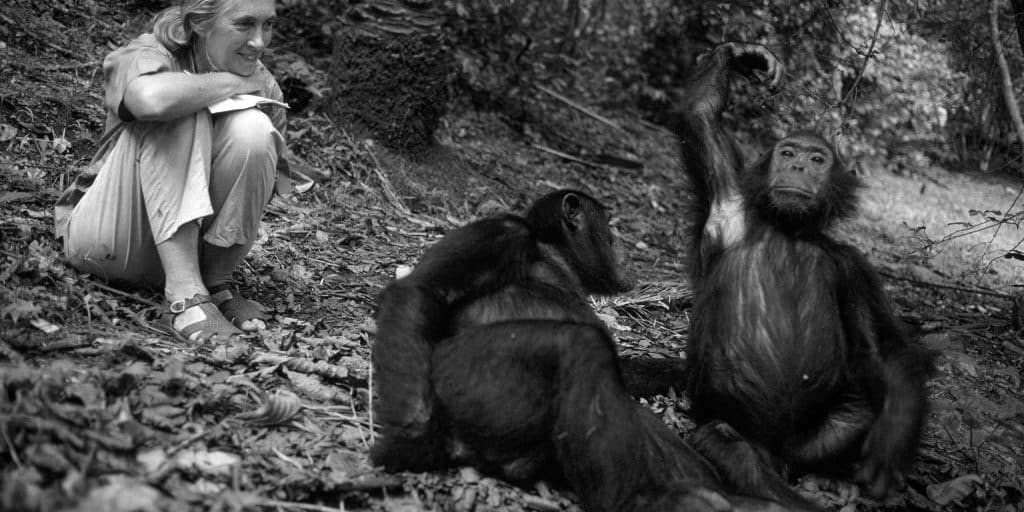 Gombe National Park - Jane Goodall, Chimpanzees