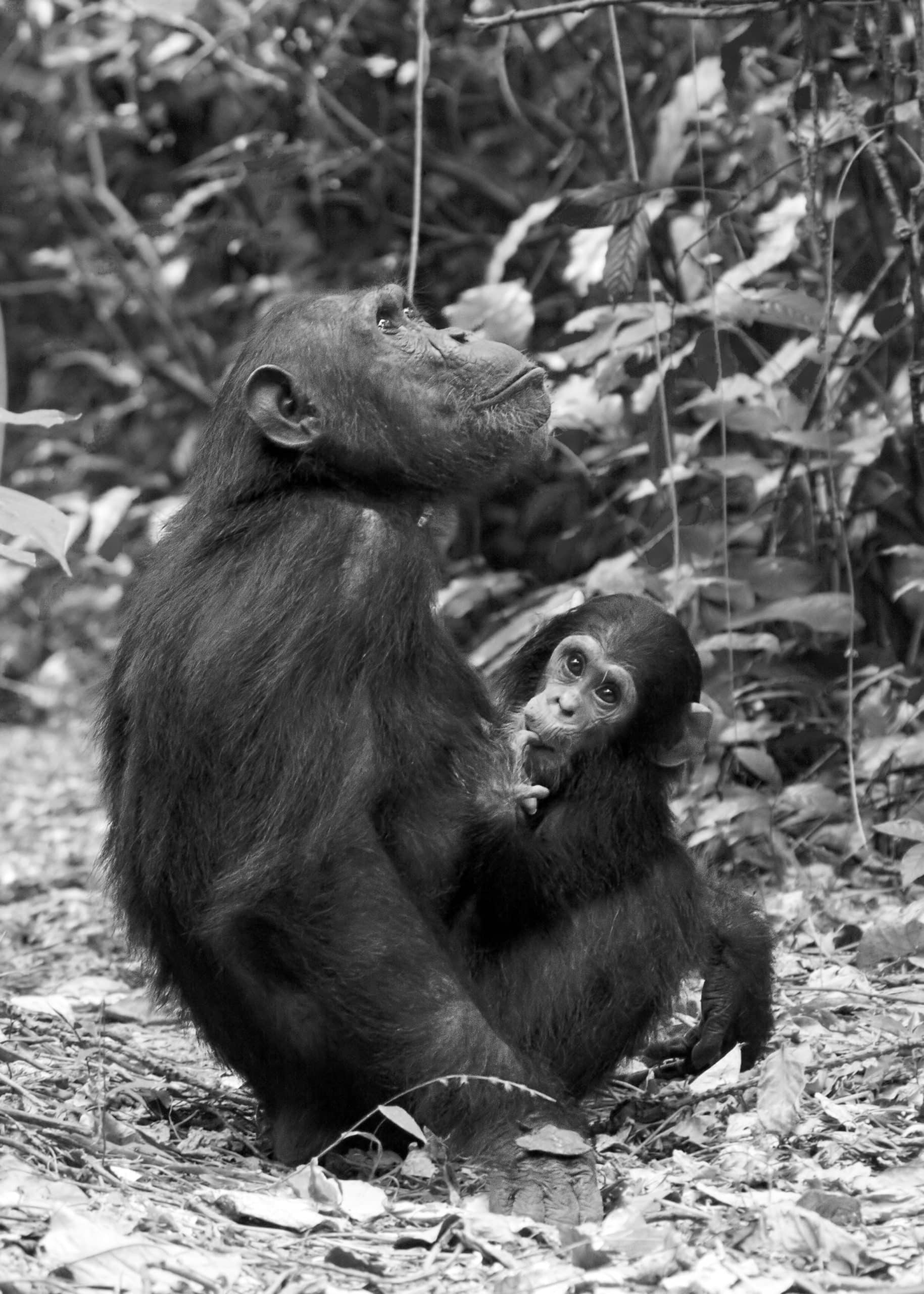 Gombe Stream National Park Chimpanzees