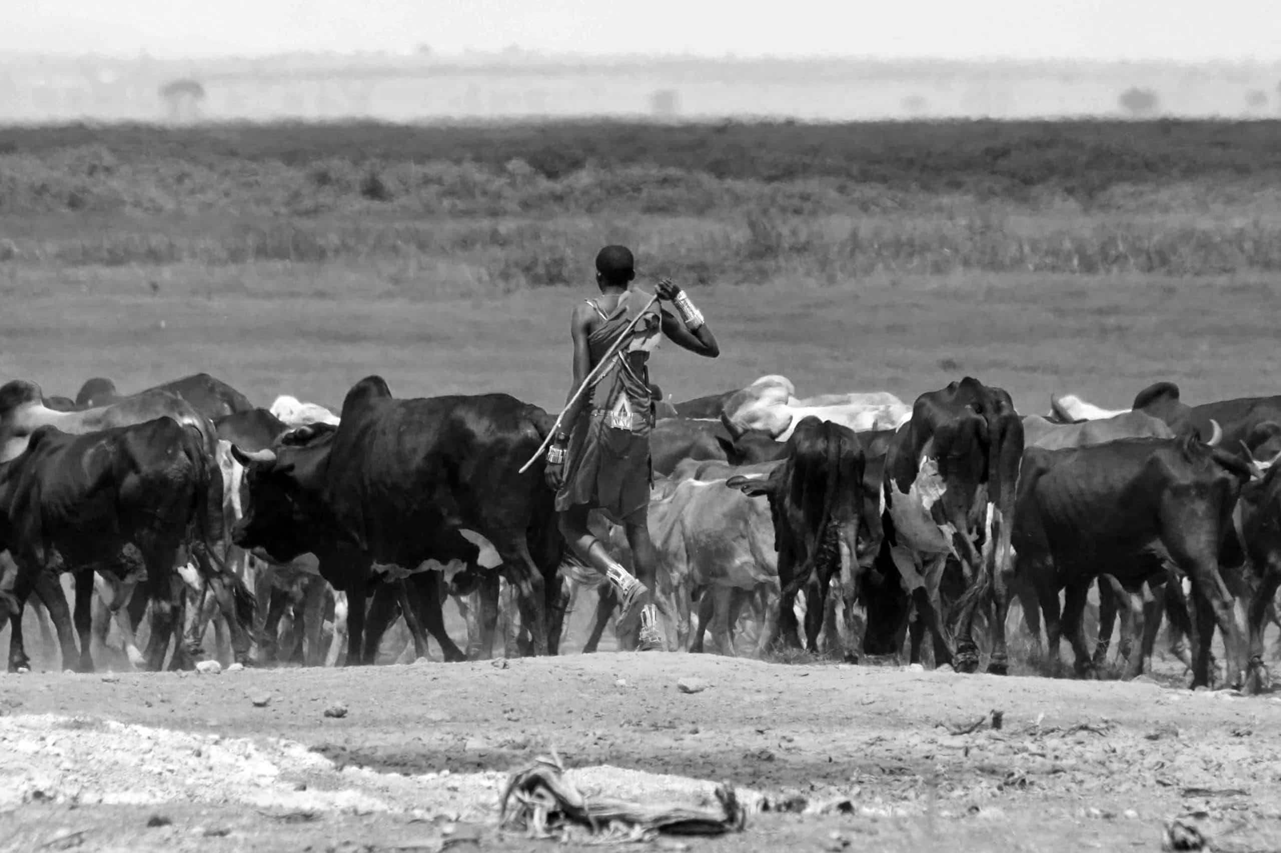 Maasai herding cows