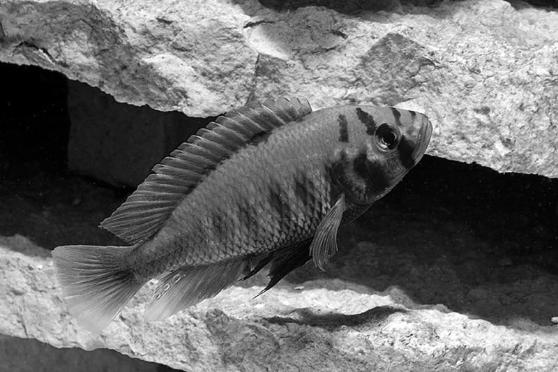Male Pundamilia_(Haplochromis) Nyererei Cichlid found on Lake Victoria