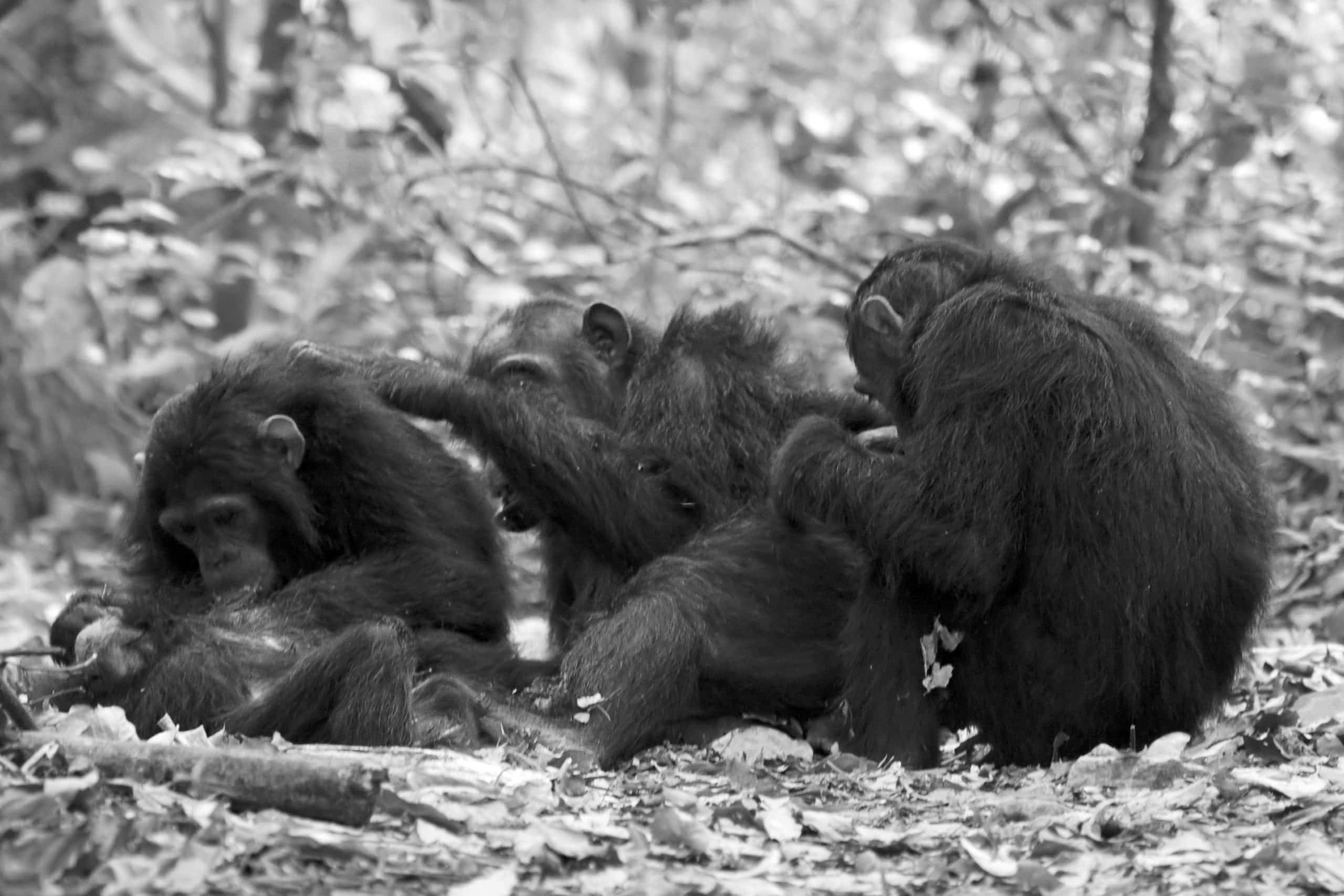 Observation of Chimpanzee social life at the Gombe National Park
