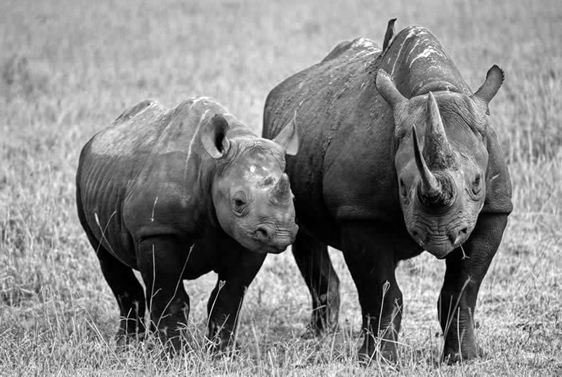 Rhinos at Mkomazi National Park
