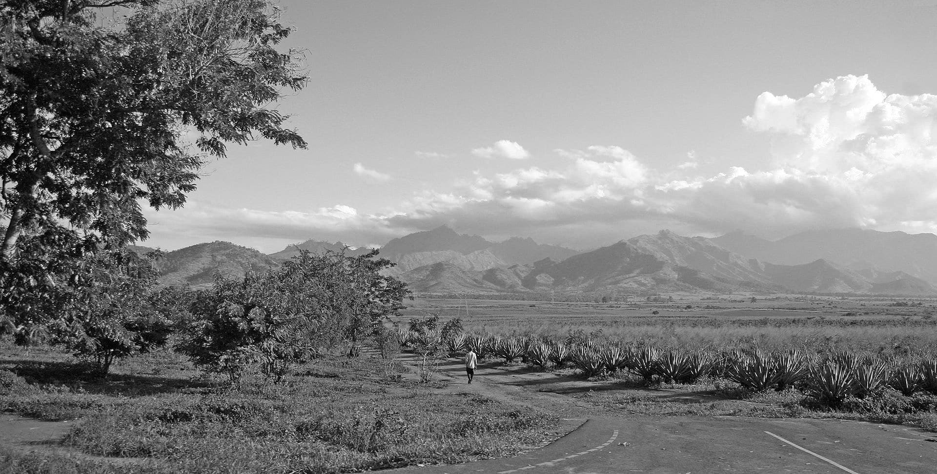 Sisal plantations surrounding Uluguru mountains