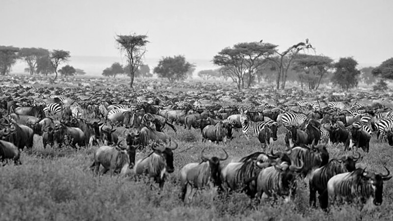 Wildlife at Serengeti National Park in the Mara Region