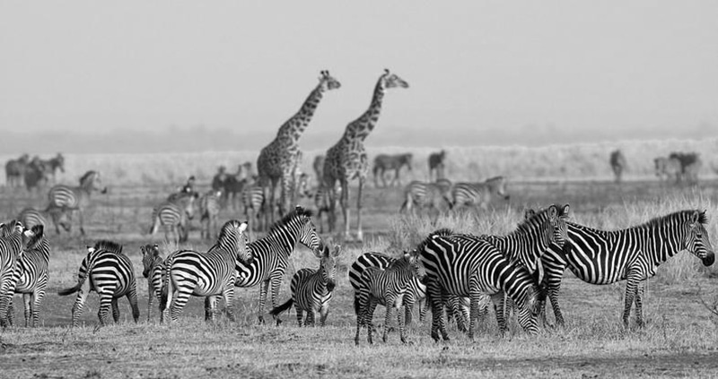 Wildlife at the Katavi National Park