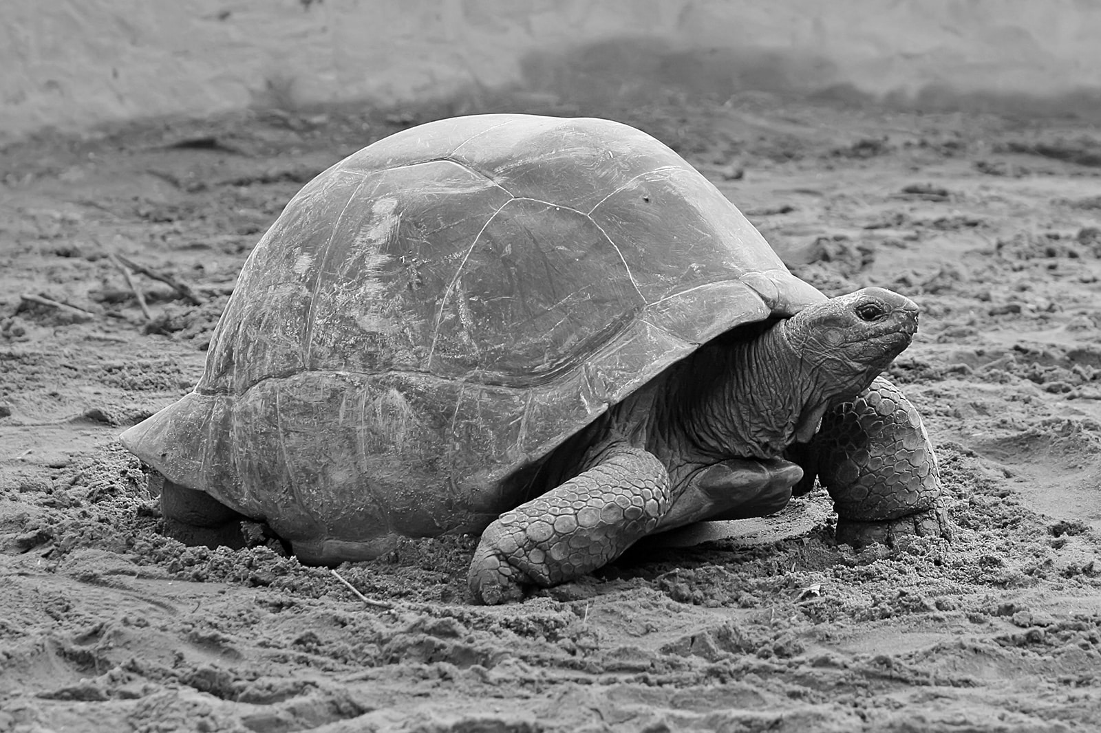 Aldabra giant tortoise (Geochelone gigantea)