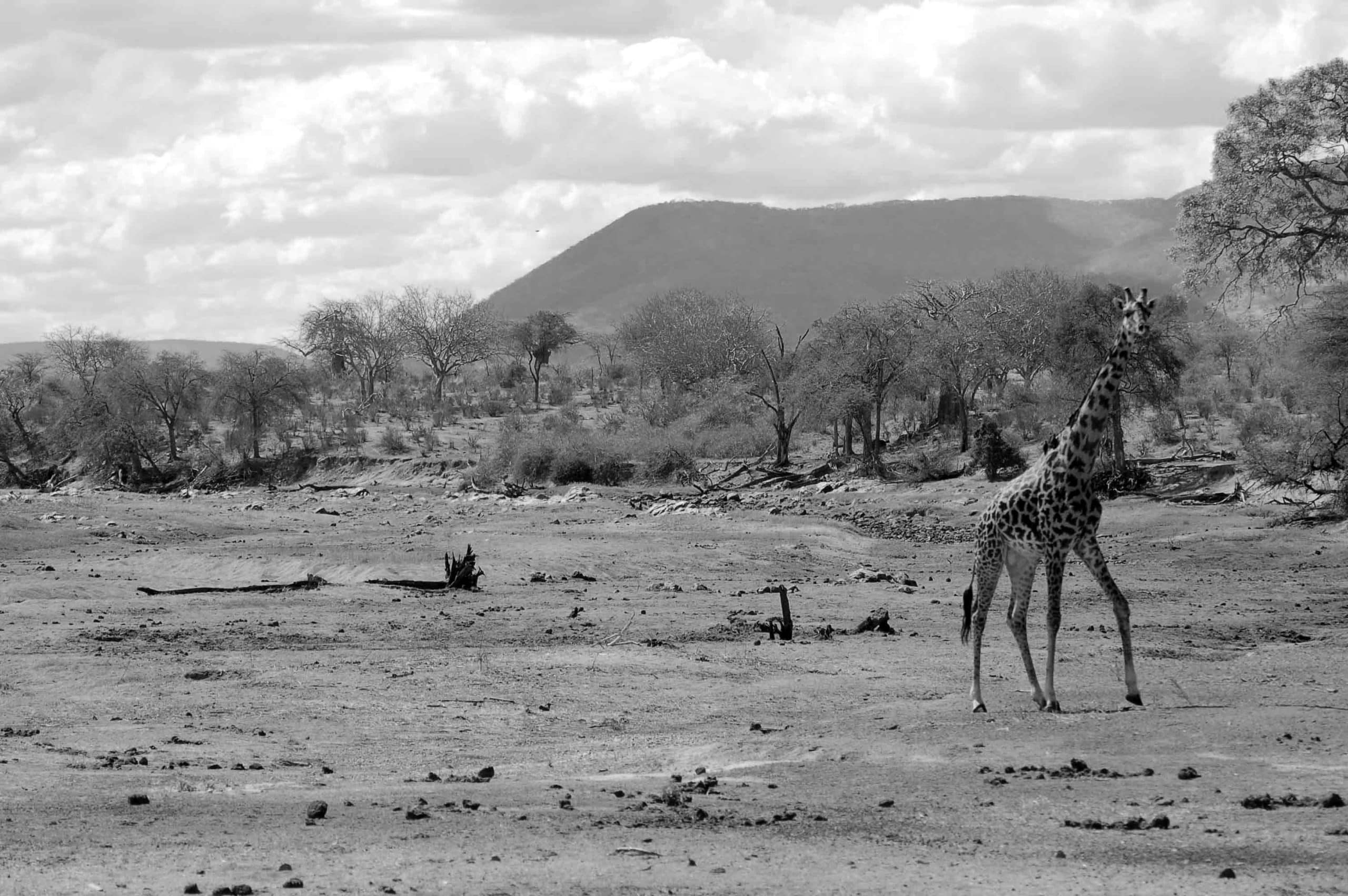 An example of water resources issues - TheGreat Ruaha River dried immensely in year 2006