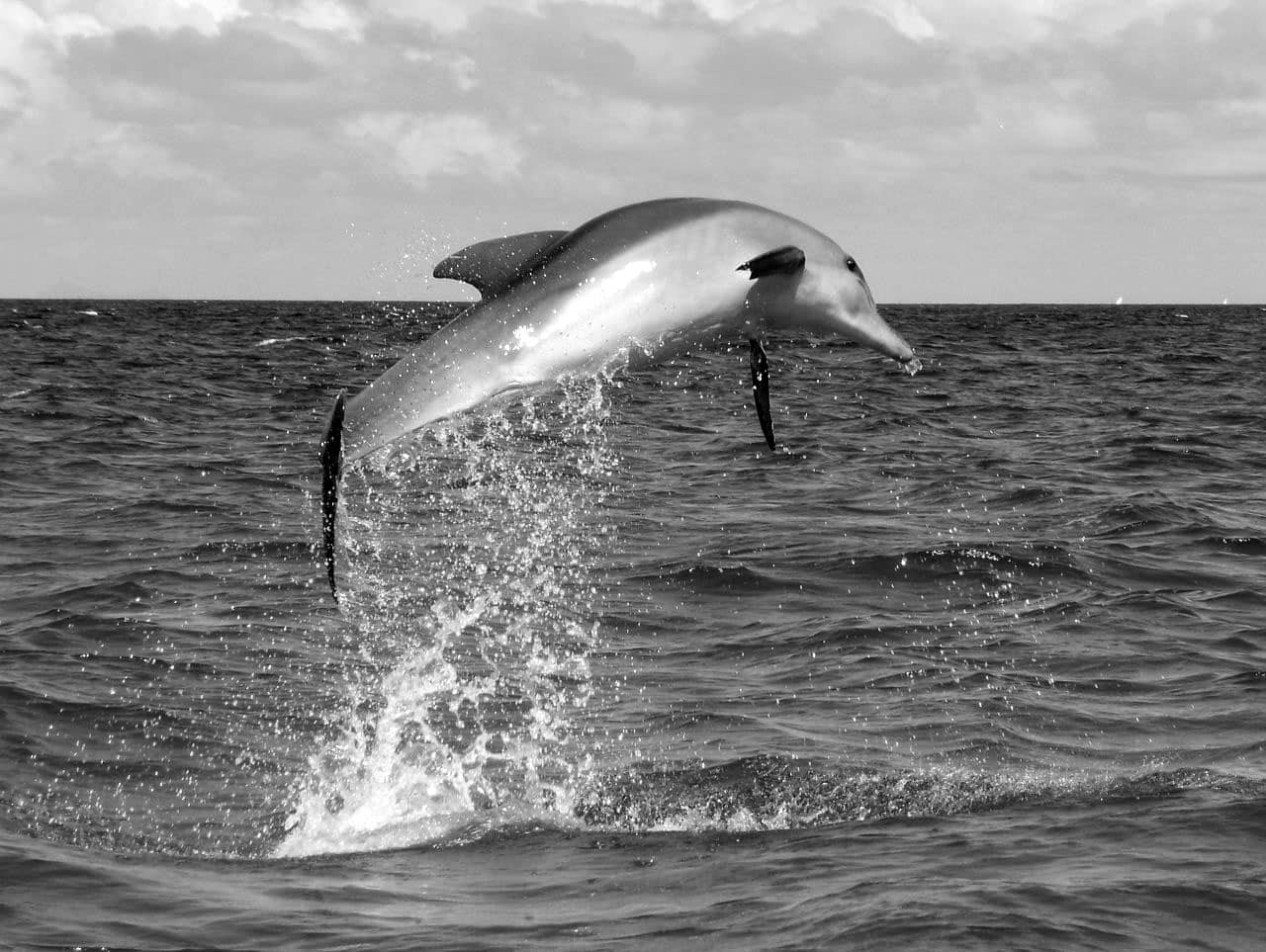 Dolphin jumping out of the Indian Ocean water, along the Zanzibar coast