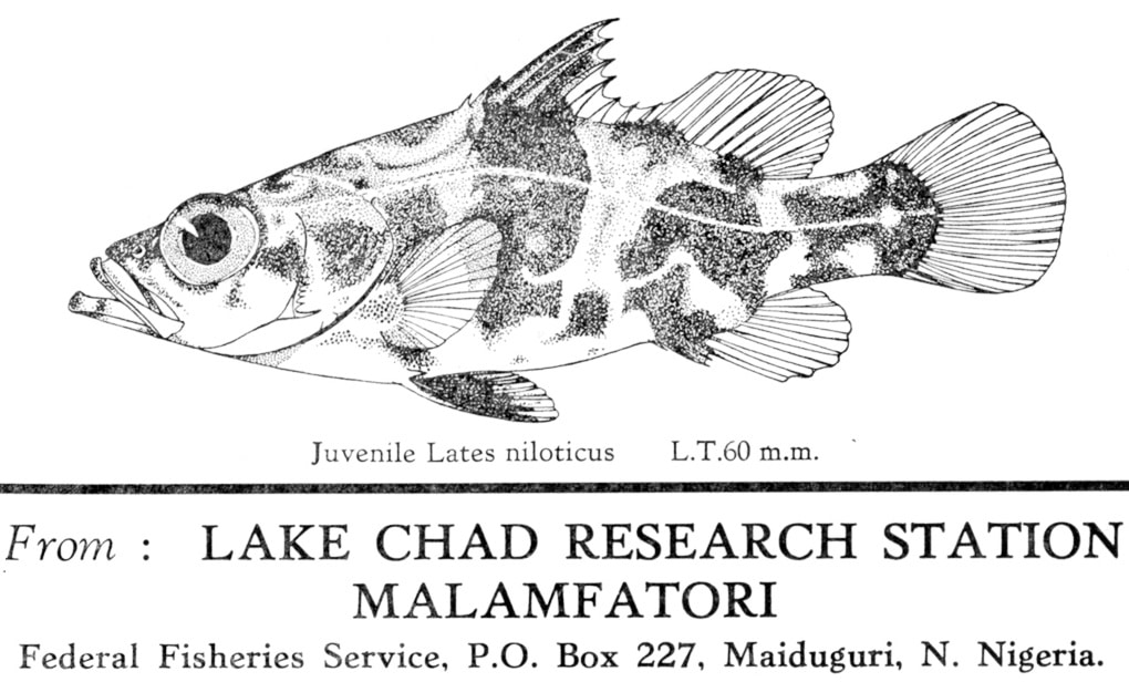 Juvenile Nile Perch (Lates niloticus)