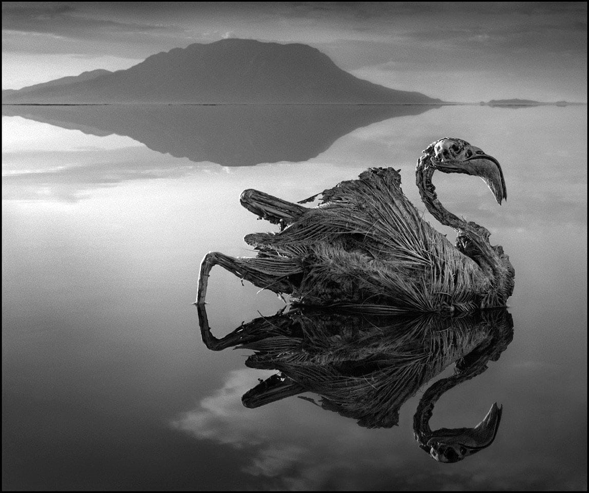 Natron lake stone animals