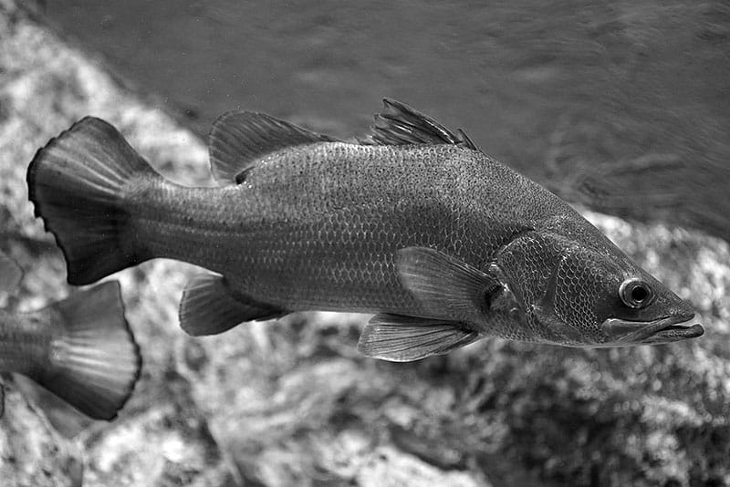 Nile perch aquarium