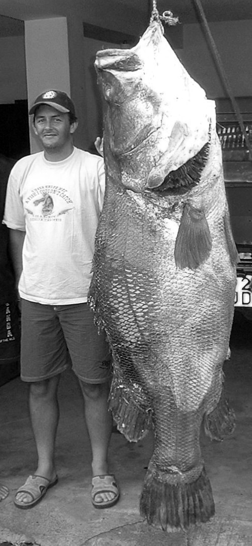 Nile perch mature to a length of up to 2 m (which is equivalent to 6 ft 7 in) and weigh approximately 200 kg (or 440 lbs)
