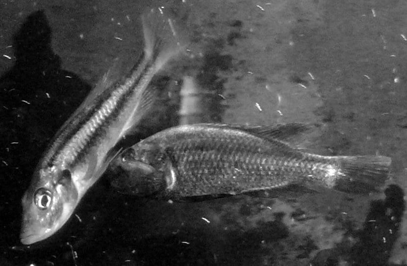 The cichlid Haplochromis thereuterion
