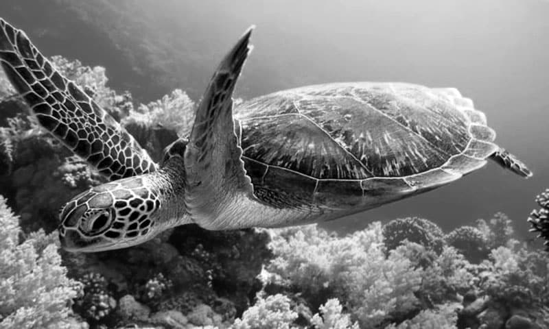 A turtle in Maziwe island waters