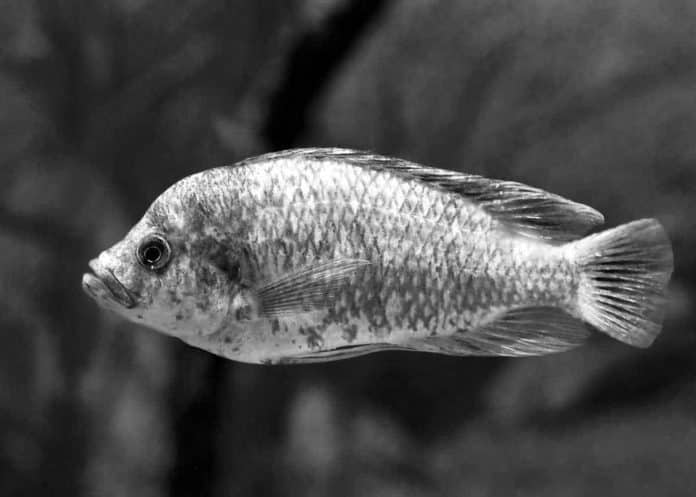 A Critical Guide About Lake Victoria Cichlids Species