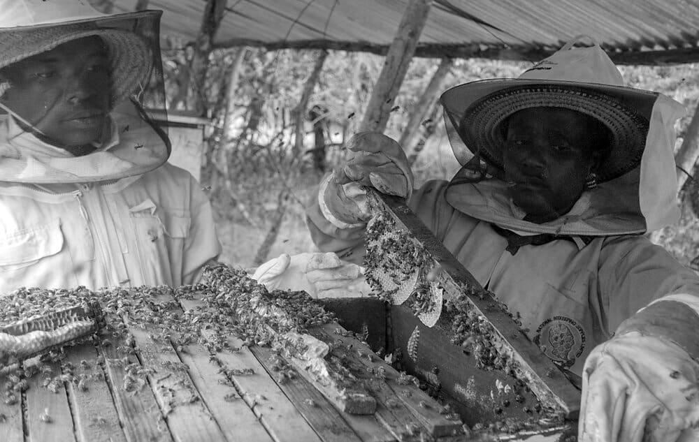 Beekeeping in Ololosokwan Village Tanzania