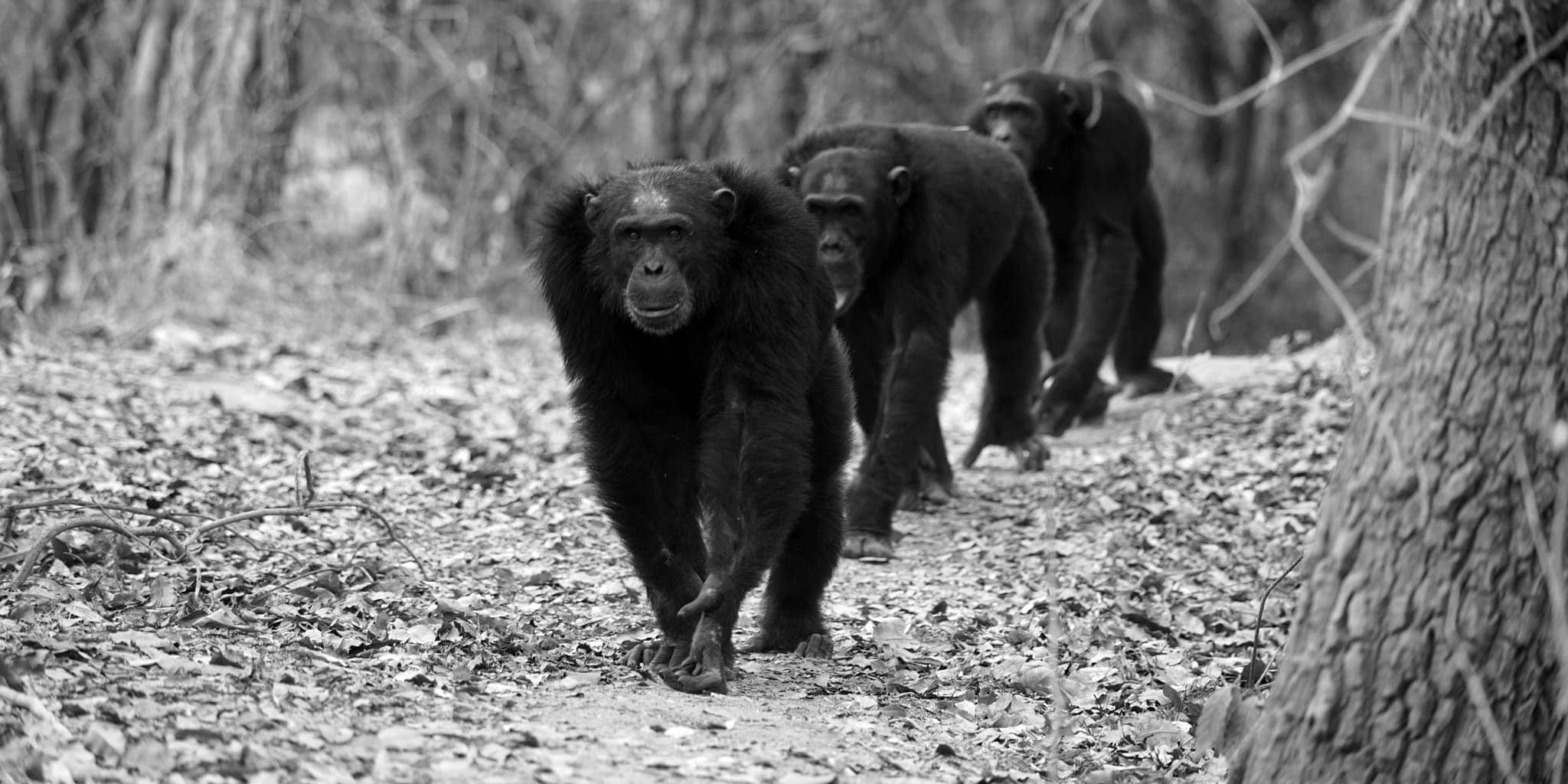 Chimpanzee walking at Mahale Mountains National Park