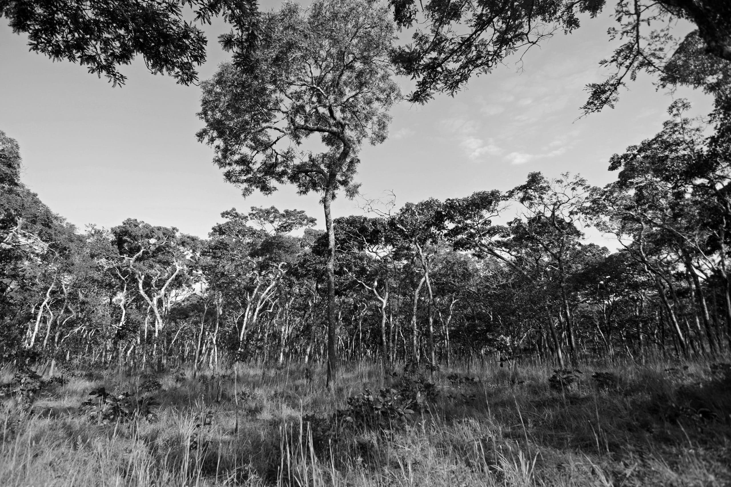 Eastern miombo woodlands