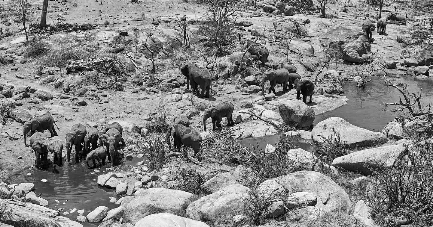 Elephants in Serengeti southeastern plan and Ndutu Plains