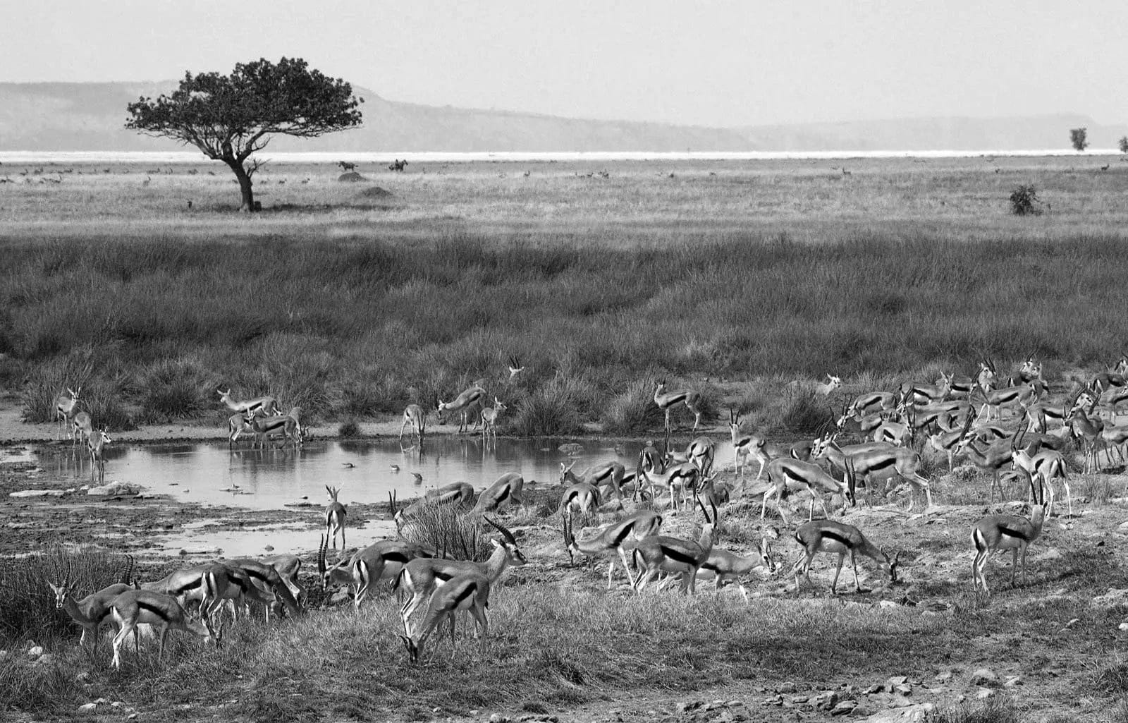 Gazelles at Serengeti National Park grazing and drinking water